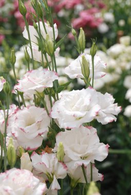 Prairie Gentian, Eustoma, Lisianthus. Pembe kenarlı beyaz çiçek
