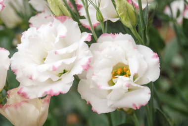 Prairie Gentian, Eustoma, Lisianthus. Pembe kenarlı beyaz çiçek