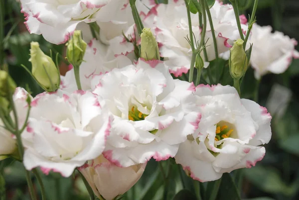 Prairie Gentian, Eustoma, Lisianthus. Flor branca com aro rosa — Fotografia de Stock