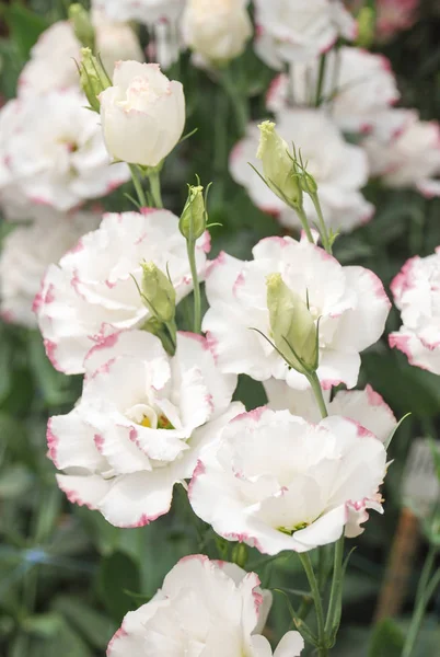 Prairie Gentian, Eustoma, Lisianthus. Pembe kenarlı beyaz çiçek — Stok fotoğraf