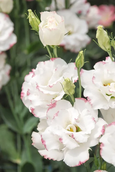 Prairie Gentian, Eustoma, Lisianthus. Pembe kenarlı beyaz çiçek