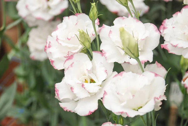 Prairie Gentian, Eustoma, Lisianthus. Pembe kenarlı beyaz çiçek