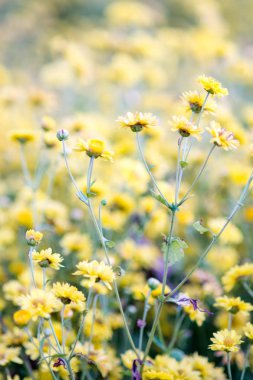 Sarı krizantem çiçekleri, bahçede krizantem. Bulanık