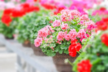 Sardunya, Pelargonium bitkileri tencerede. Çiçek açmış ve hazır.