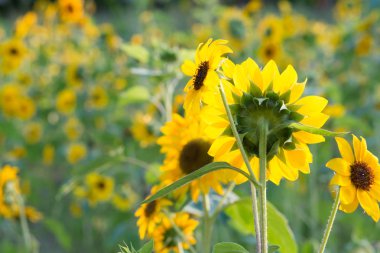 Yumuşak, ayçiçeği seçici odak (helianthus), bulanık çiçek f