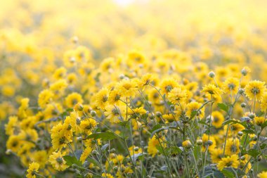 Sarı krizantem çiçekleri, bahçede krizantem. Bulanık