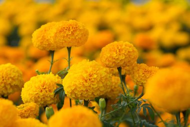Orange Marigold çiçek tarlaları, seçici odak
