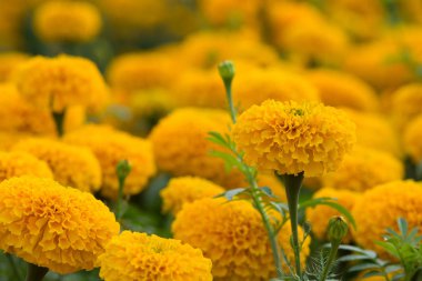Orange Marigold çiçek tarlaları, seçici odak