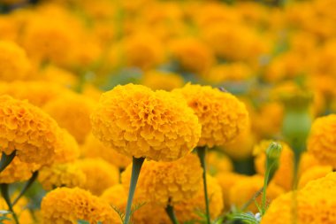 Orange Marigold çiçek tarlaları, seçici odak