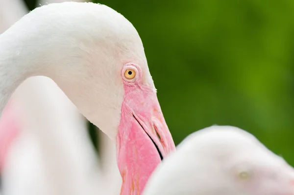 Pink Flamingo-close up, it has a beautiful coloring of feathers.