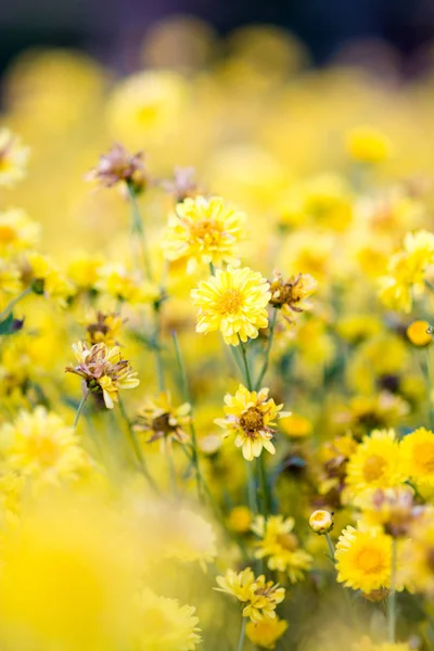 Flores amarelas de crisântemo, crisântemo no jardim. Desfoque — Fotografia de Stock