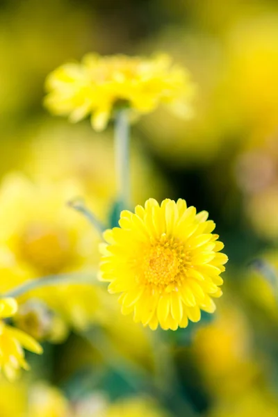 Flores de crisantemo amarillo, crisantemo en el jardín. Borroso. — Foto de Stock