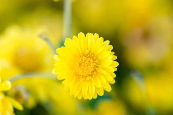 Flores de crisantemo amarillo, crisantemo en el jardín. Borroso. — Foto de Stock