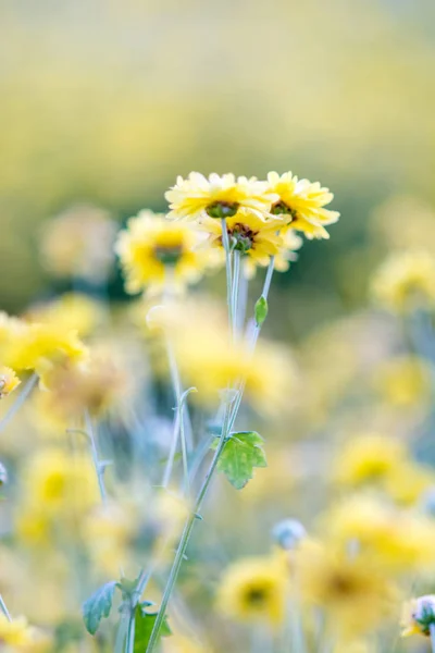 花园里的黄菊花，菊花。模糊 — 图库照片