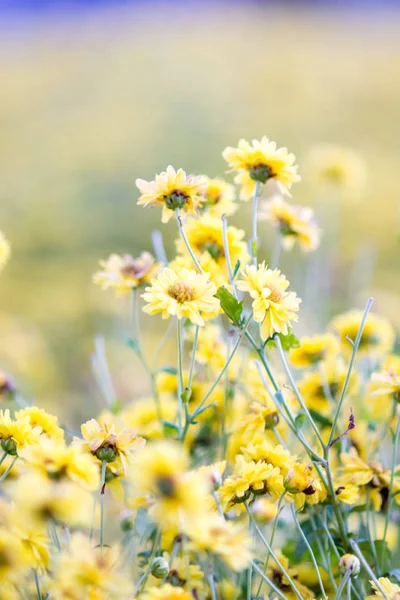 Gelbe Chrysanthemenblüten, Chrysanthemen im Garten. Unschärfe — Stockfoto