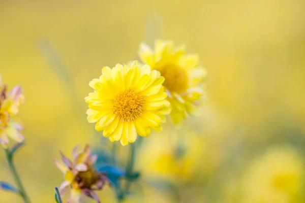 花园里的黄菊花，菊花。模糊 — 图库照片