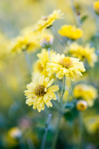 花园里的黄菊花，菊花。模糊 — 图库照片