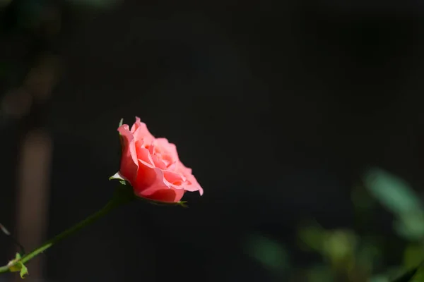 Τριαντάφυλλο και ζεστό φως στο φόντο του κήπου, όμορφες στιγμές της — Φωτογραφία Αρχείου