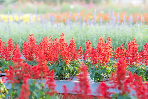 Enfoque suave y selectivo de la salvia roja, flor borrosa para el fondo — Foto de Stock