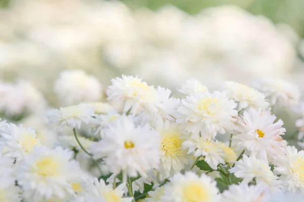 Weiße Chrysanthemenblüten, Chrysanthemen im Garten. verschwommen — Stockfoto