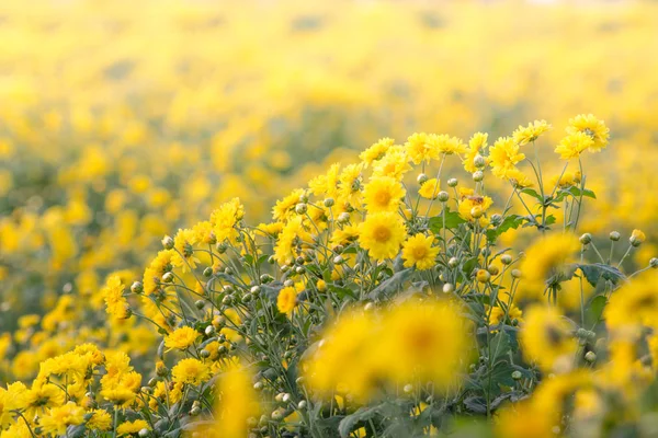 Flores de crisantemo amarillo, crisantemo en el jardín. Borroso. — Foto de Stock