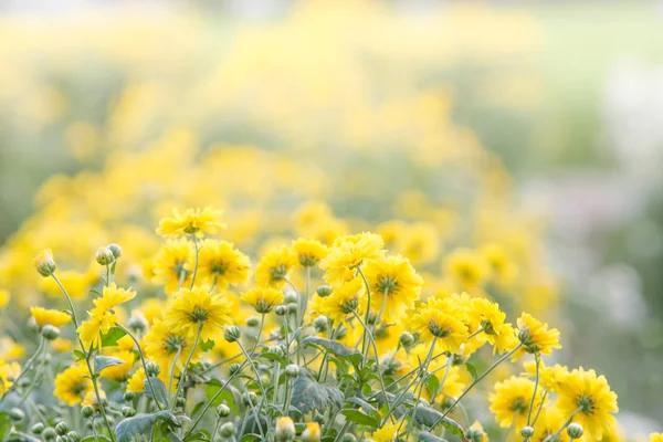 정원에서 노란색 국화 꽃, 국화. 흐림 — 스톡 사진
