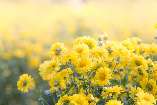 Flores de crisantemo amarillo, crisantemo en el jardín. Borroso. — Foto de Stock