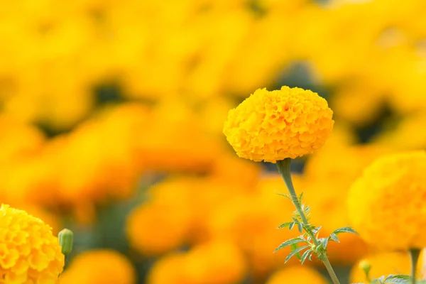 Oranssi Marigolds kukkaviljelmät, valikoiva painopiste — kuvapankkivalokuva
