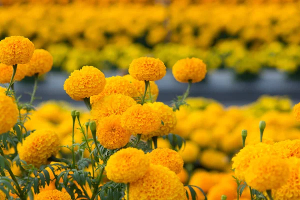 Naranja caléndulas campos de flores, enfoque selectivo — Foto de Stock