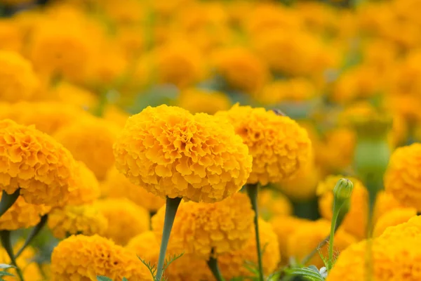 Campos de flores Laranja Marigolds, foco seletivo — Fotografia de Stock