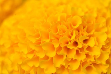 Orange Marigold çiçek tarlaları, seçici odak