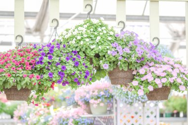 Renkli petunya çiçekler, Grandiflora en popüler variet