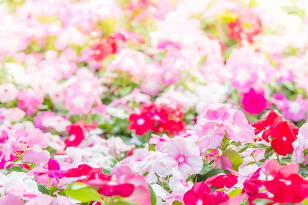 Vinca flores de rosea florecen en el jardín, variedad follaje de co — Foto de Stock
