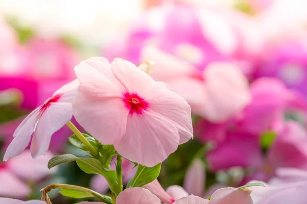 Vinca rosea flowers blossom in the garden, foliage variety of co — Stock Photo, Image