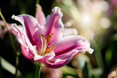Lily in spring with soft focus, unfocused blurred spring Lily, b