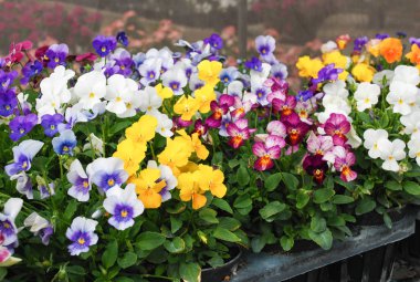 Heartsease (Viyola) veya Violet. Viyola çiçekli bir plan cindir