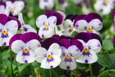 Heartsease (Viyola) veya Violet. Viyola çiçekli bir plan cindir
