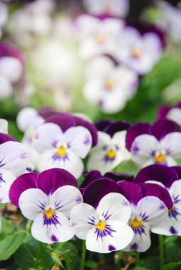 Heartsease (Viyola) veya Violet. Viyola çiçekli bir plan cindir