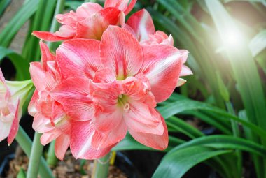 Amarylis çiçek, tropikal bir botanik bahçesinde tam çiçek. Hipp
