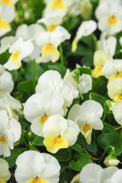Heartsease (Viola) ou Violet. Viola é um género botânico pertencente à família Asteraceae — Fotografia de Stock