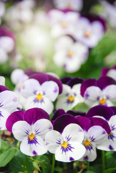Srdce (Viola) nebo fialová. Viola je rod kvetoucích plánů — Stock fotografie