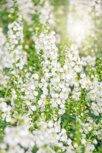 Angelonia flower, angelonia goyazensis beugt sich in der blumengarde — Stockfoto