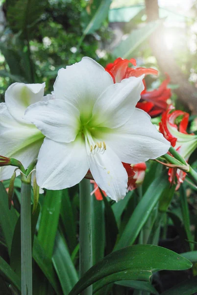 Flor de amarilis, plena floración en un jardín botánico tropical. Hipp. — Foto de Stock
