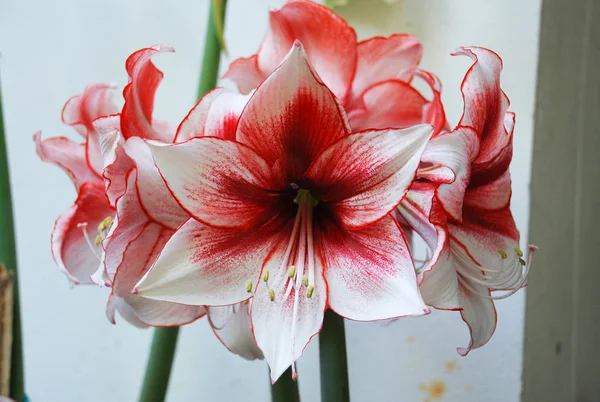 stock image Amarylis flower, full bloom in a tropical botanical garden. Hipp