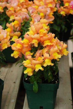 Renkli Aslanağzı (Antirrhinum majus) bahçenin arka planında seçici bir odak ile çiçek açıyor.