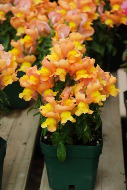 colorful Snapdragon (Antirrhinum majus) blooming in the garden background with selective focus, cut flowers clipart