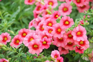 Petunya, Petunya tepside, Petunya tencerede, Rose Pembe Petunya