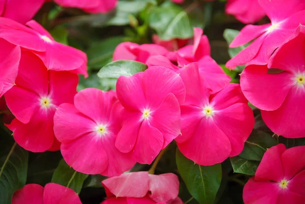 Foliage Vinca Flowers Rose Vinca Flowers Madagascar Periwinkle Potted Vinca — Stock Photo, Image