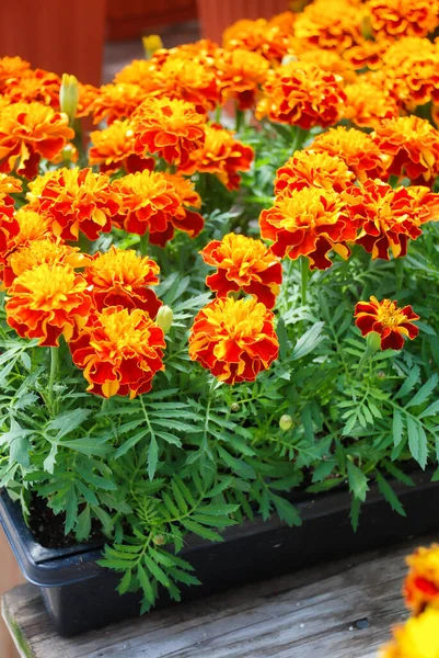 Tagetes Patula Calêndula Francesa Flor Flores Amarelas Alaranjadas Folhas Verdes — Fotografia de Stock