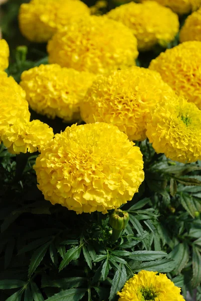 Caléndulas Color Amarillo Tagetes Erecta Caléndula Mexicana Caléndula Azteca Caléndula — Foto de Stock